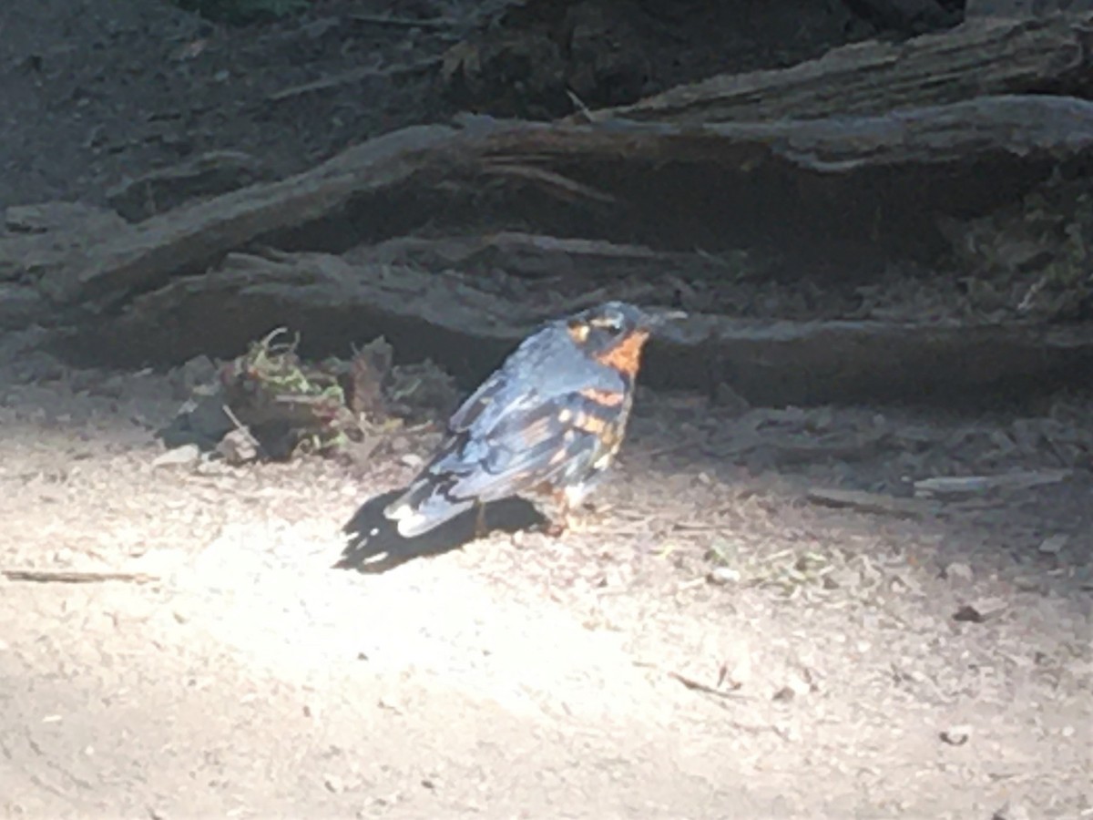 Varied Thrush - ML262498501