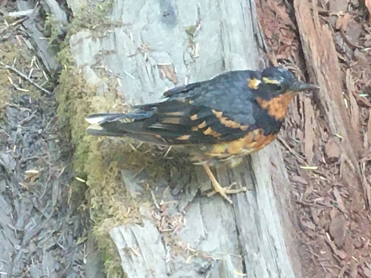 Varied Thrush - ML262498551