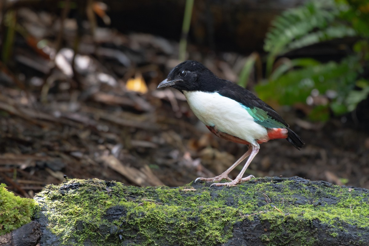 Ivory-breasted Pitta - ML262498951