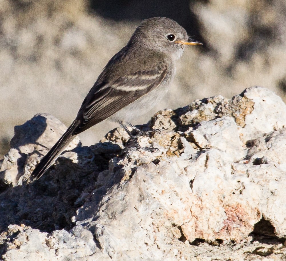 Gray Flycatcher - ML262501561