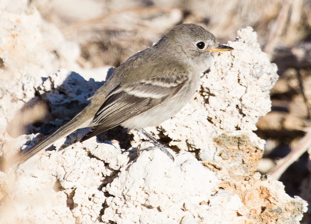 Gray Flycatcher - Caroline Lambert