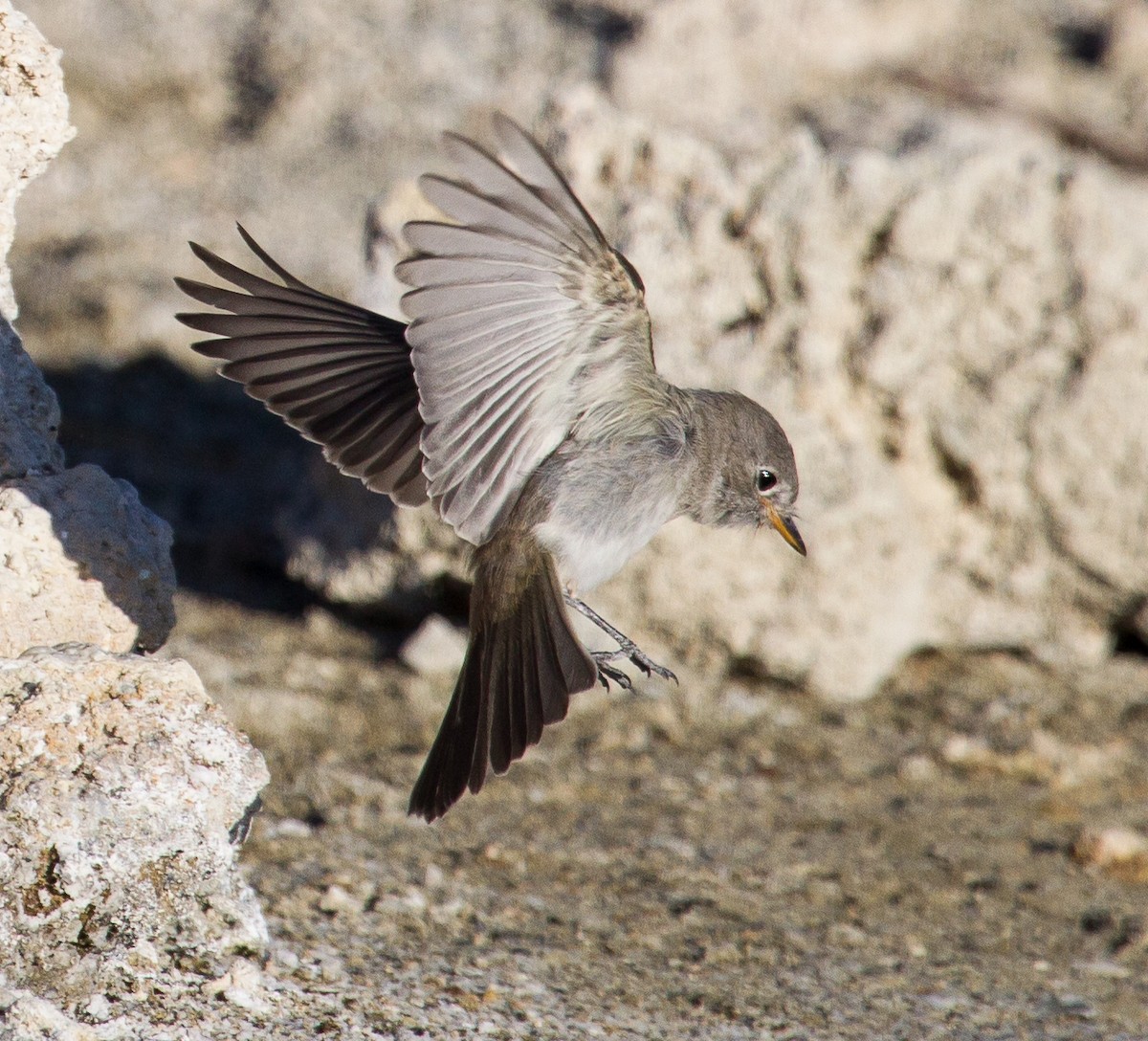 Gray Flycatcher - ML262501591