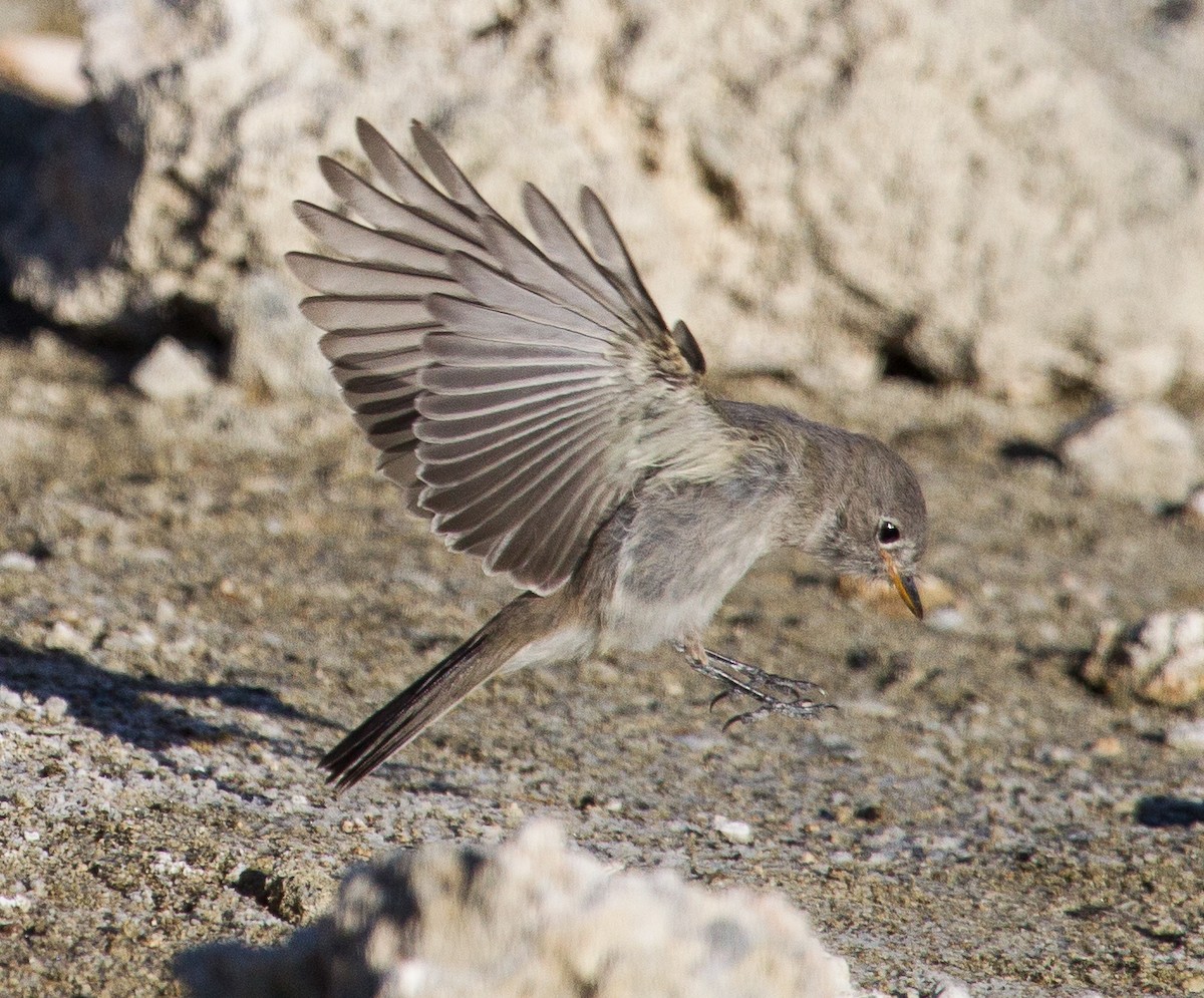 Gray Flycatcher - ML262501611