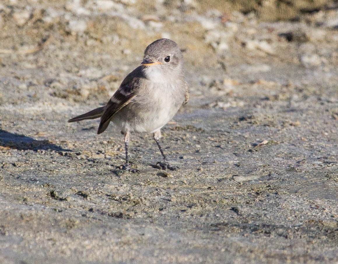 Gray Flycatcher - Caroline Lambert