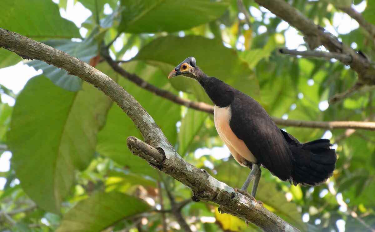 Maleo - ML262501751