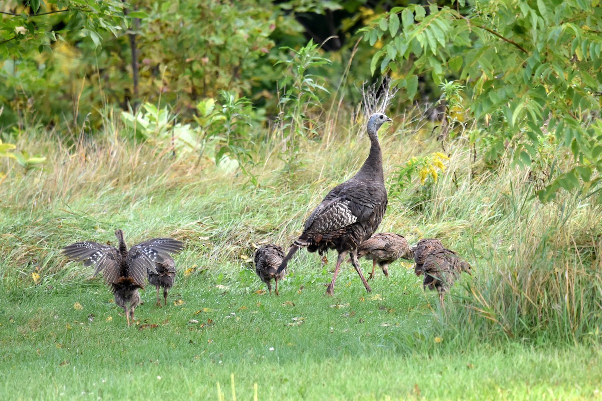 Wild Turkey - ML262501951