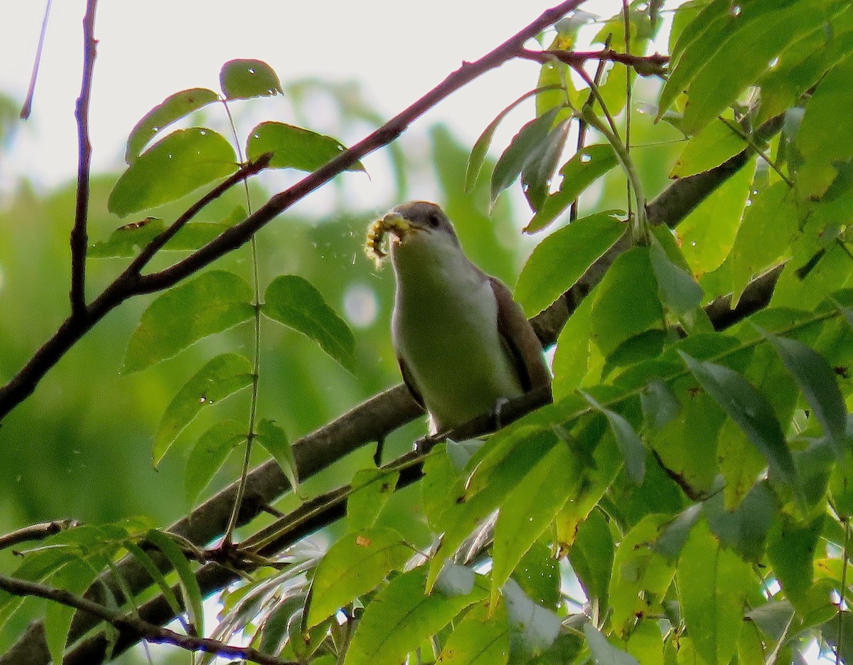 Yellow-billed Cuckoo - Kisa Weeman