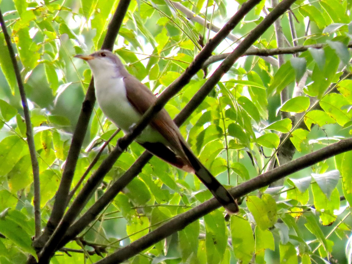 Yellow-billed Cuckoo - ML262504011