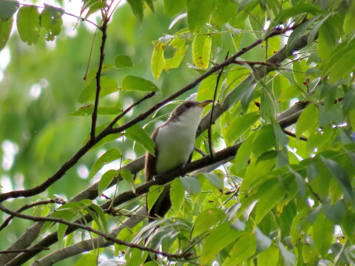 Yellow-billed Cuckoo - Kisa Weeman