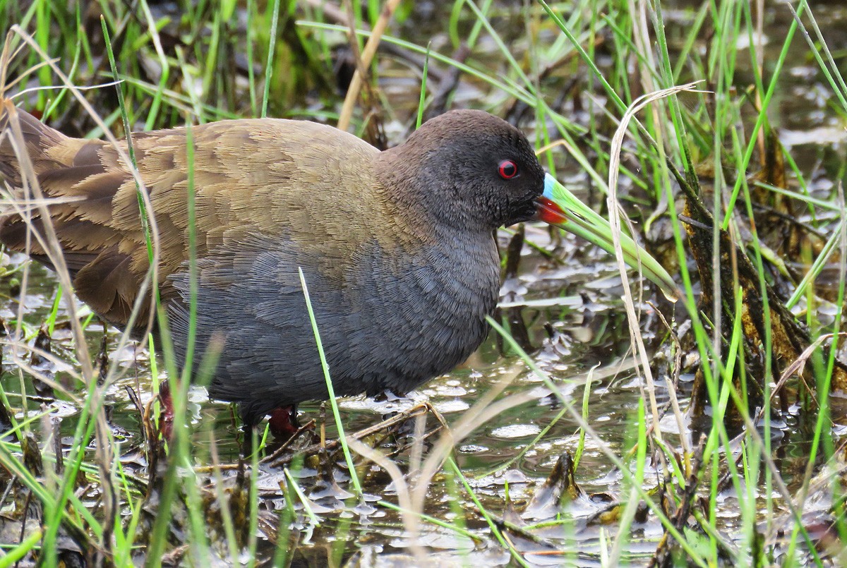 Plumbeous Rail - ML262506201