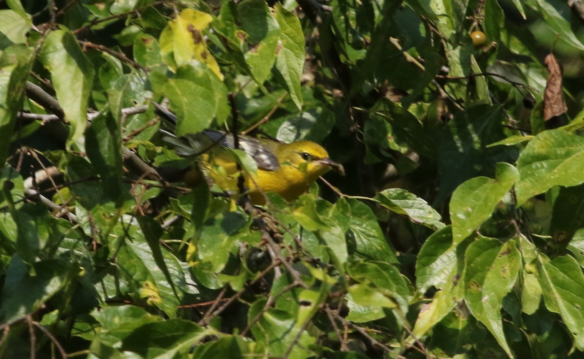 Blue-winged Warbler - Jeffrey Blalock