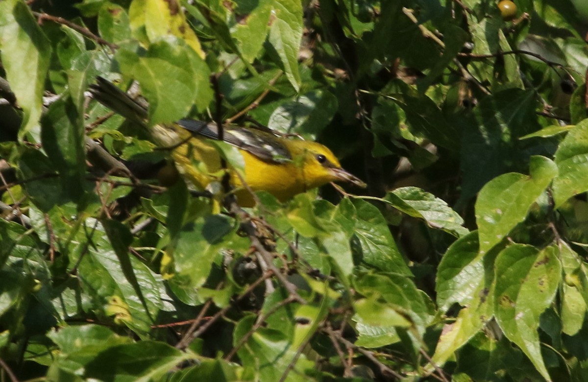 Blue-winged Warbler - Jeffrey Blalock