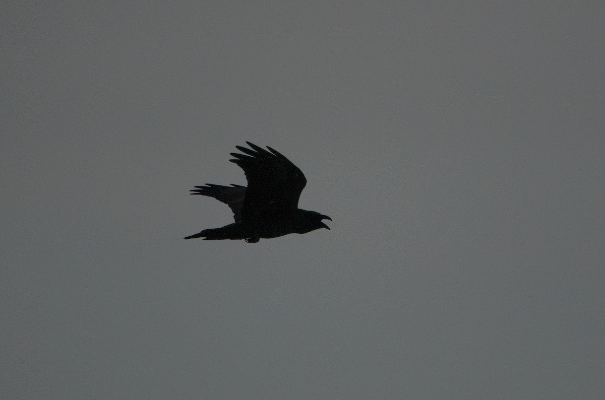 Common Raven - ML262507971