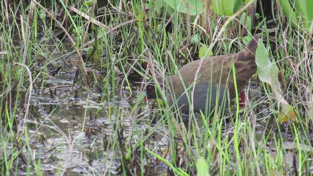 Plumbeous Rail - ML262508011