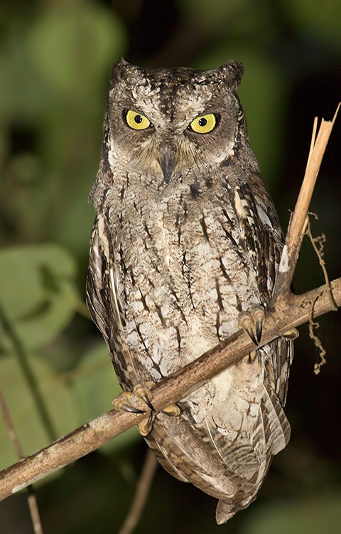 Moluccan Scops-Owl - ML26250831