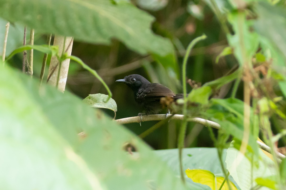 Black Antbird - ML262509461