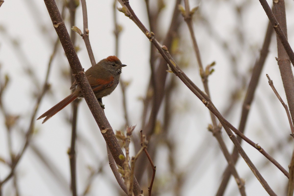 Sooty-fronted Spinetail - ML262509841