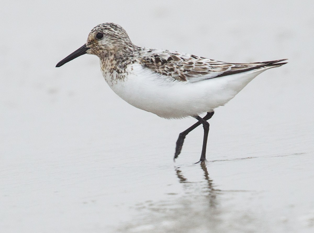 Sanderling - Caroline Lambert