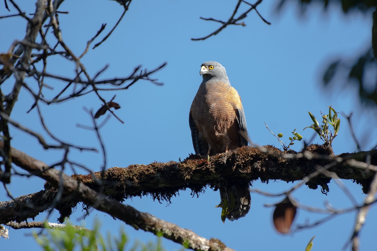 Moluccan Goshawk - ML262511321