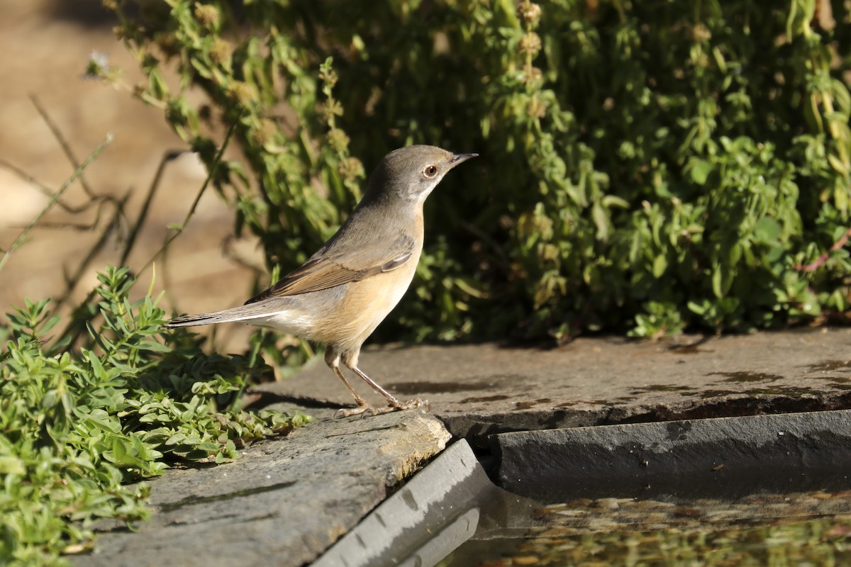 Western Subalpine Warbler - Francisco Barroqueiro