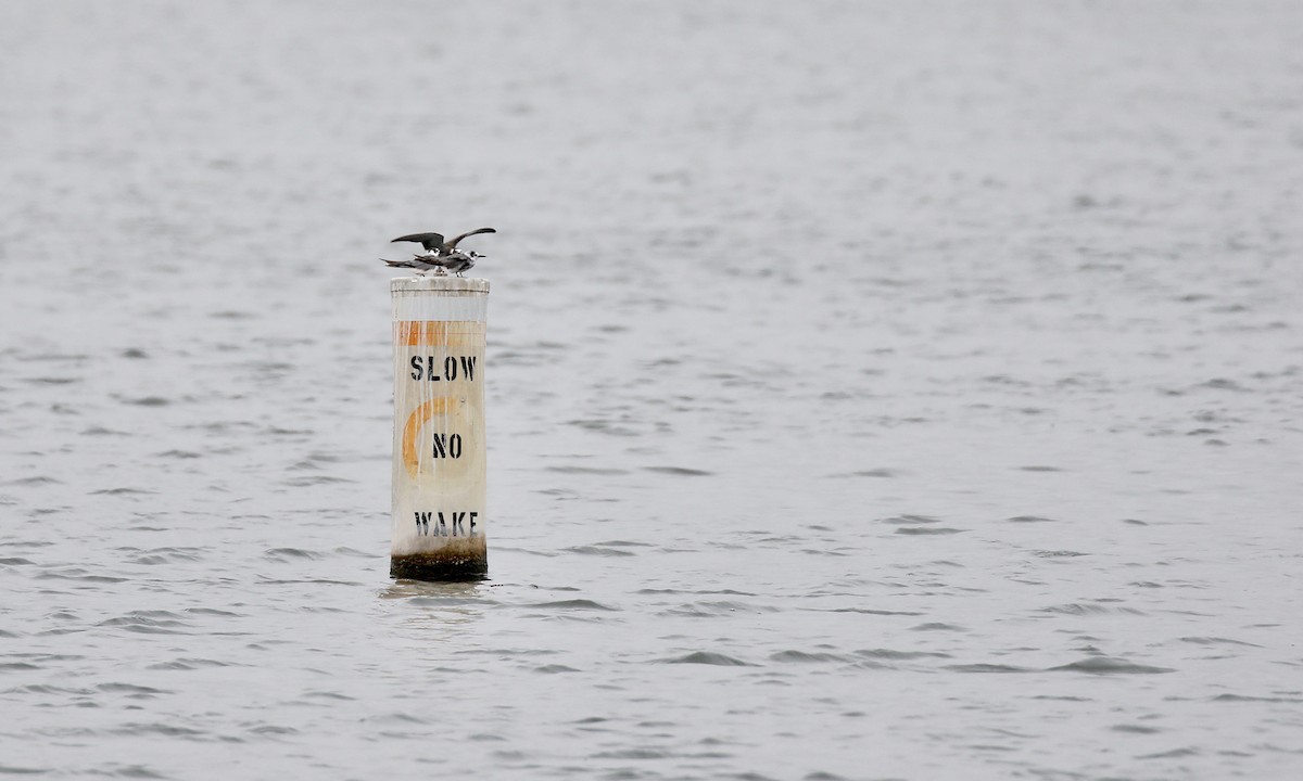 Black Tern - ML262512501