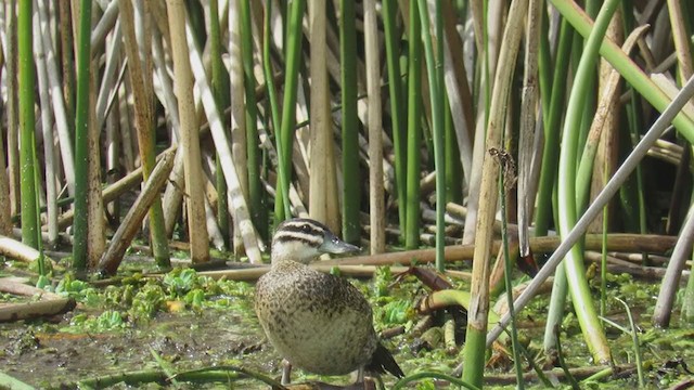 Masked Duck - ML262512691