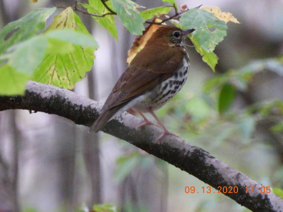 Wood Thrush - ML262512861