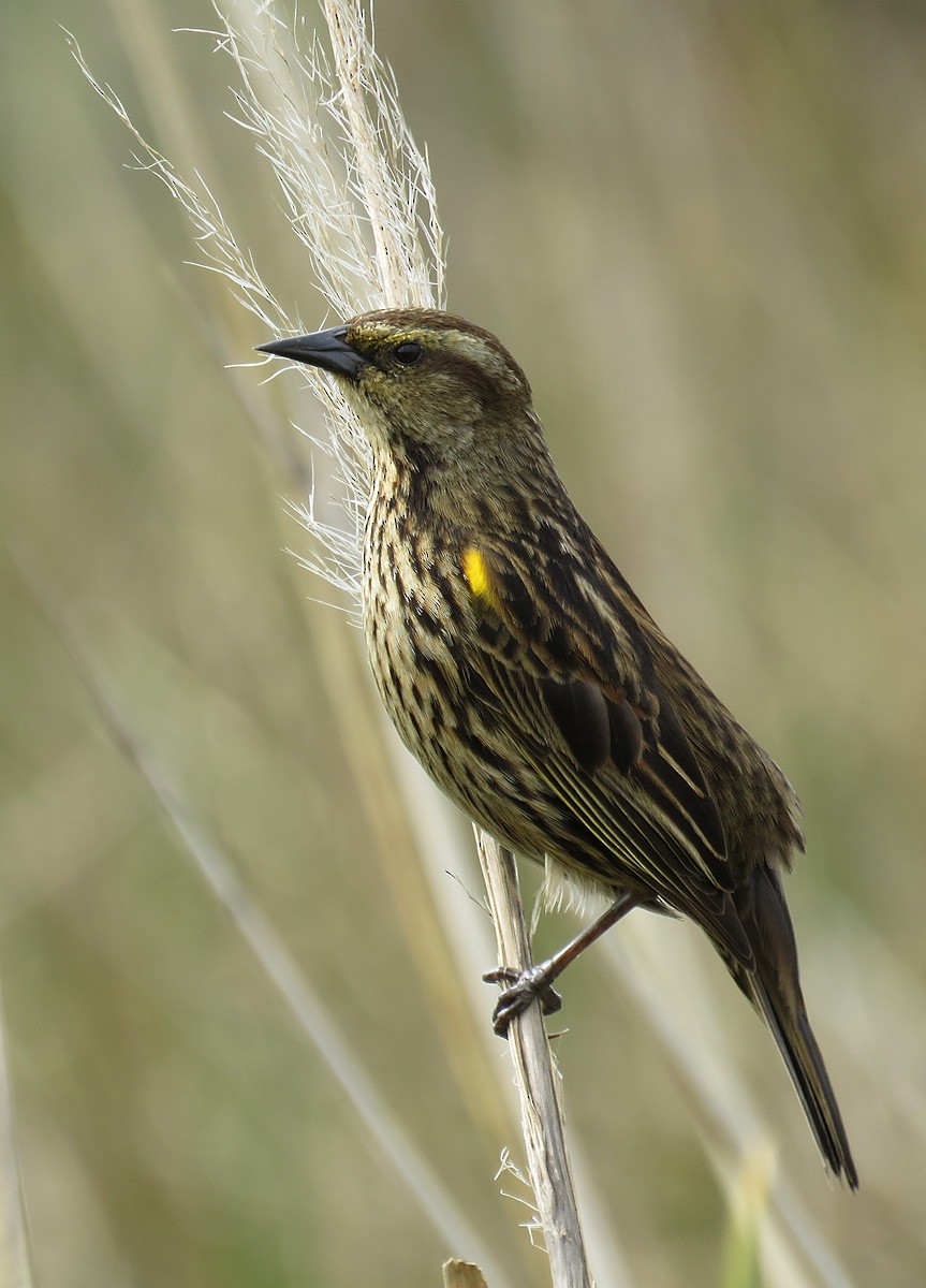 Yellow-winged Blackbird - ML262513641