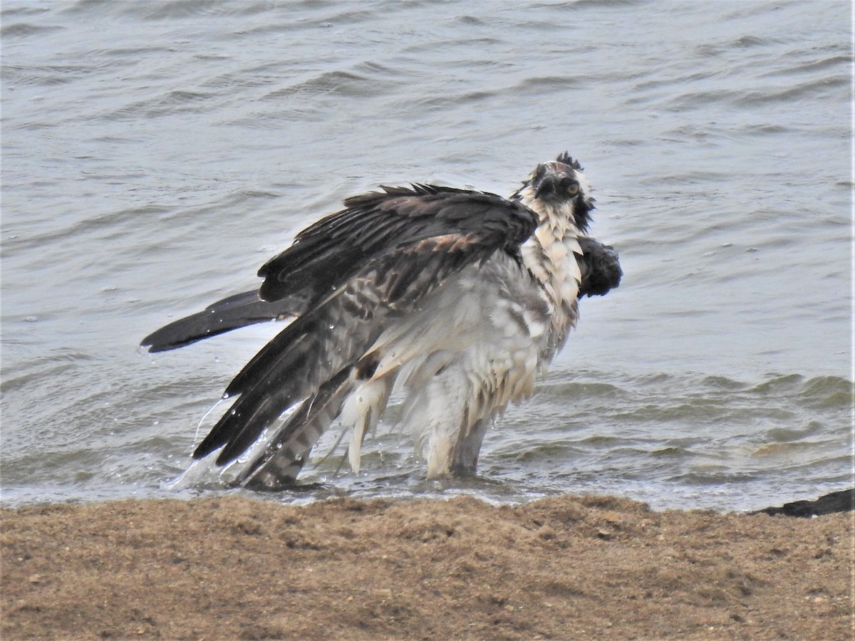 Osprey - ML262514081