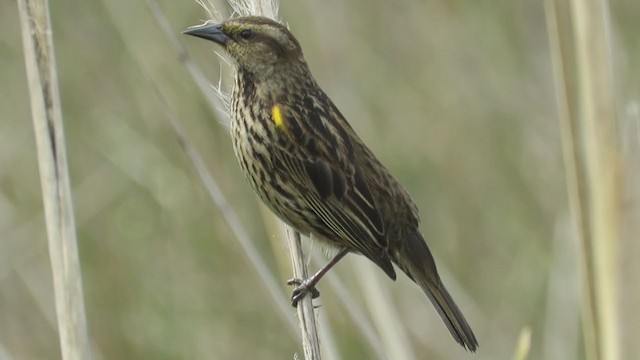 Yellow-winged Blackbird - ML262514151