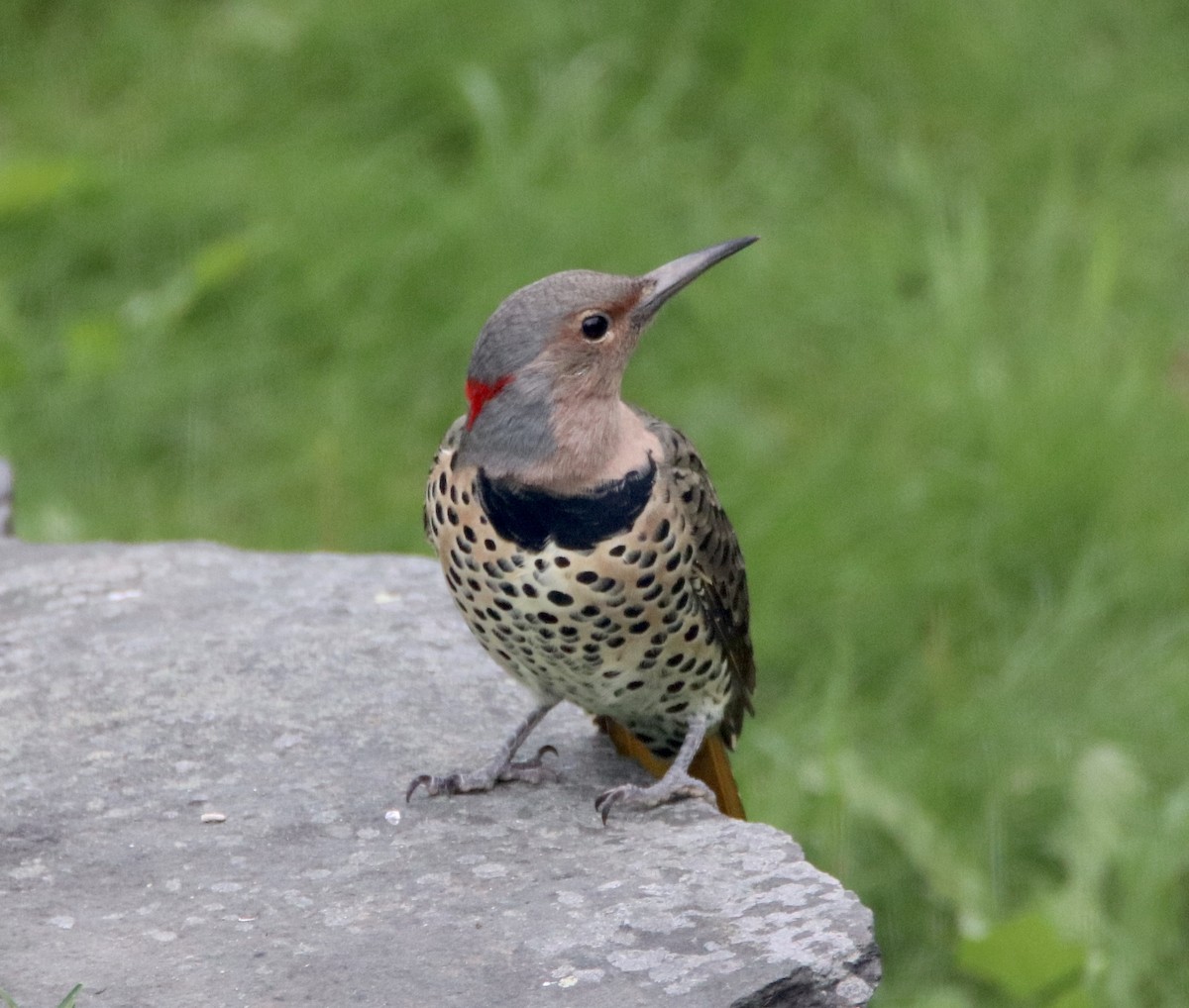 Northern Flicker - ML262514481