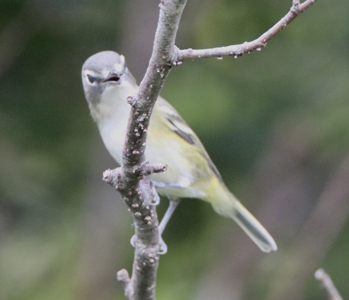 Blue-headed Vireo - ML262514791