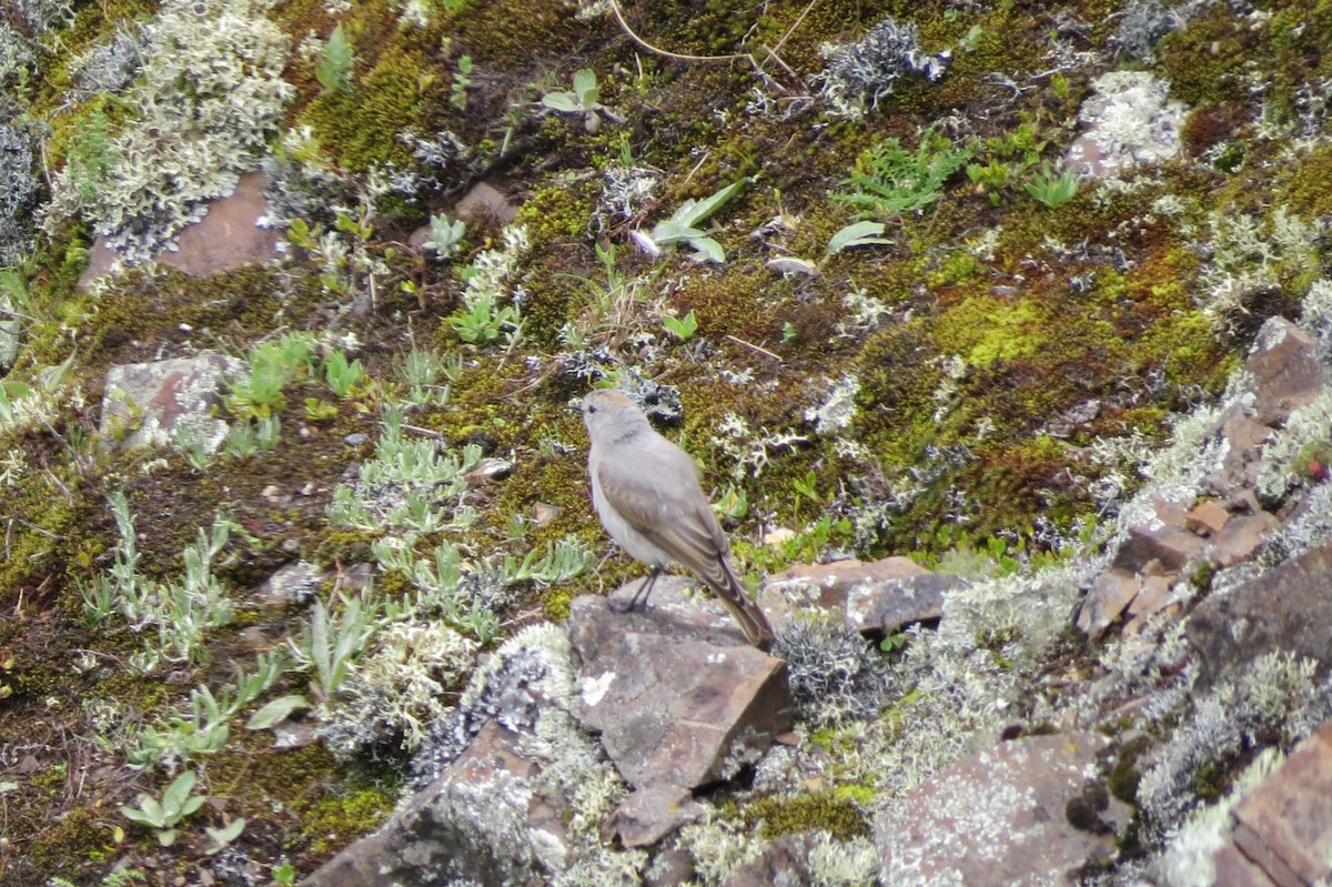 Rufous-naped Ground-Tyrant - ML262514991