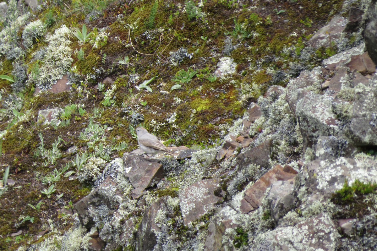 Rufous-naped Ground-Tyrant - ML262515001