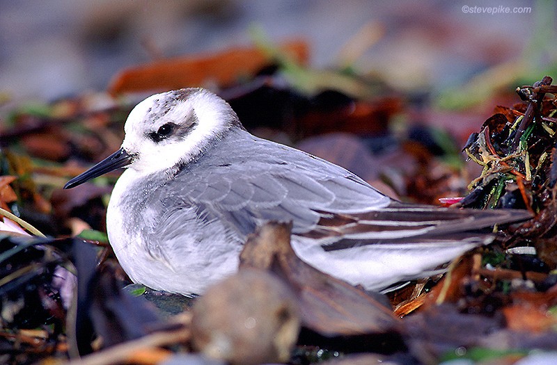 polarsvømmesnipe - ML26251501