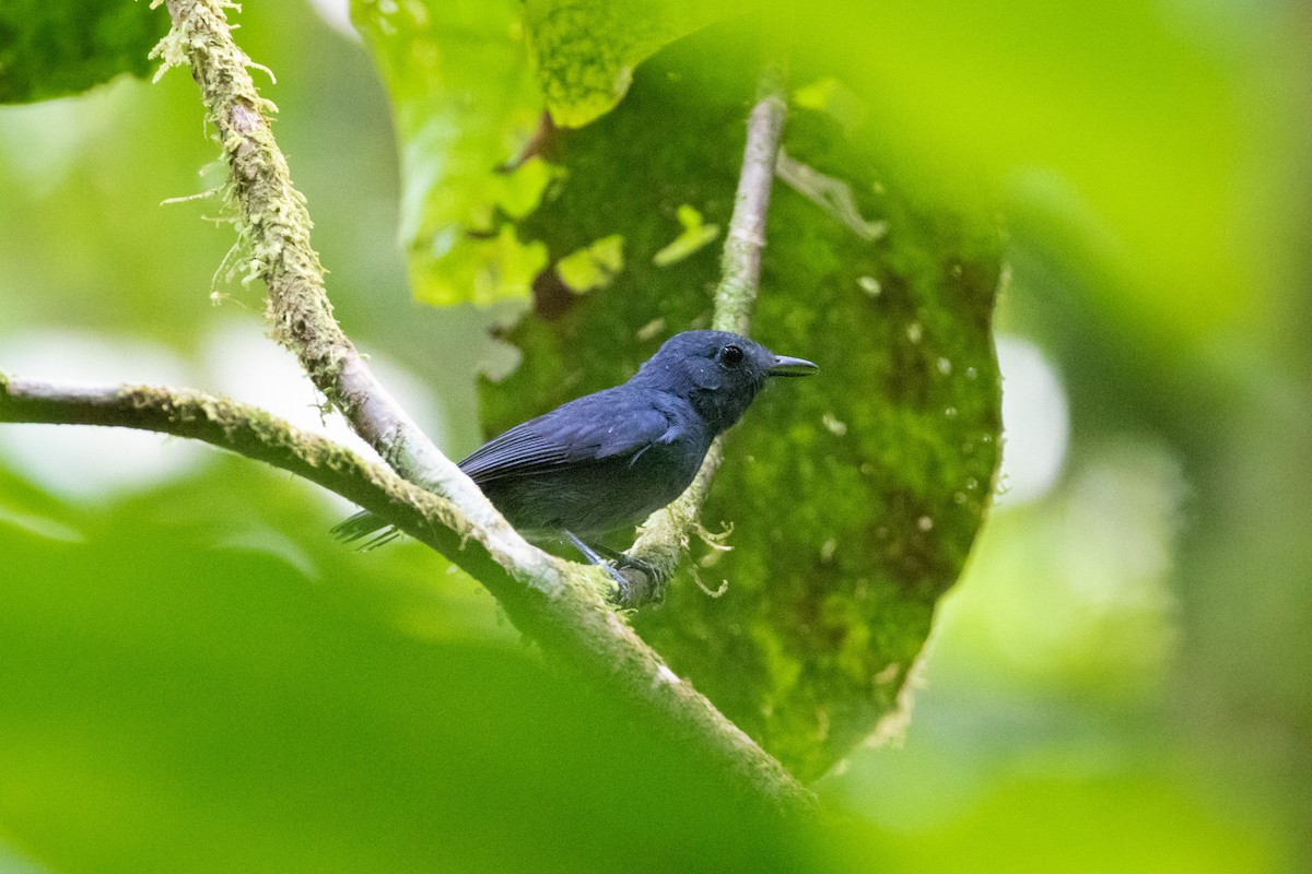 Dusky-throated Antshrike - ML262515771