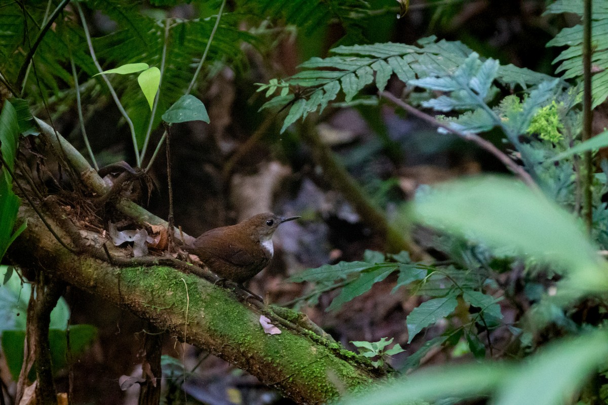 Scaly-breasted Wren - ML262515821