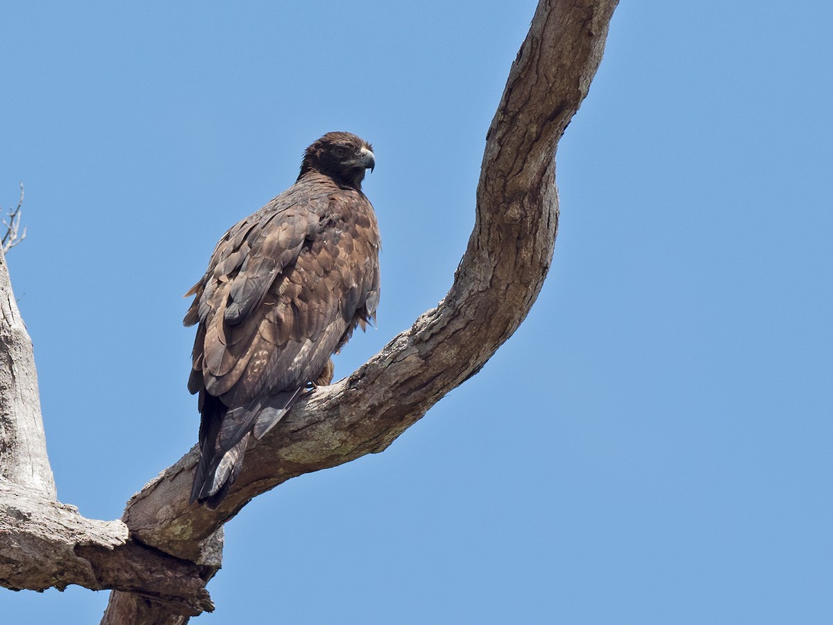 Gurney's Eagle - Sam Woods/Tropical Birding Tours
