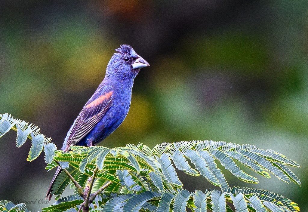 Blue Grosbeak - ML262517381