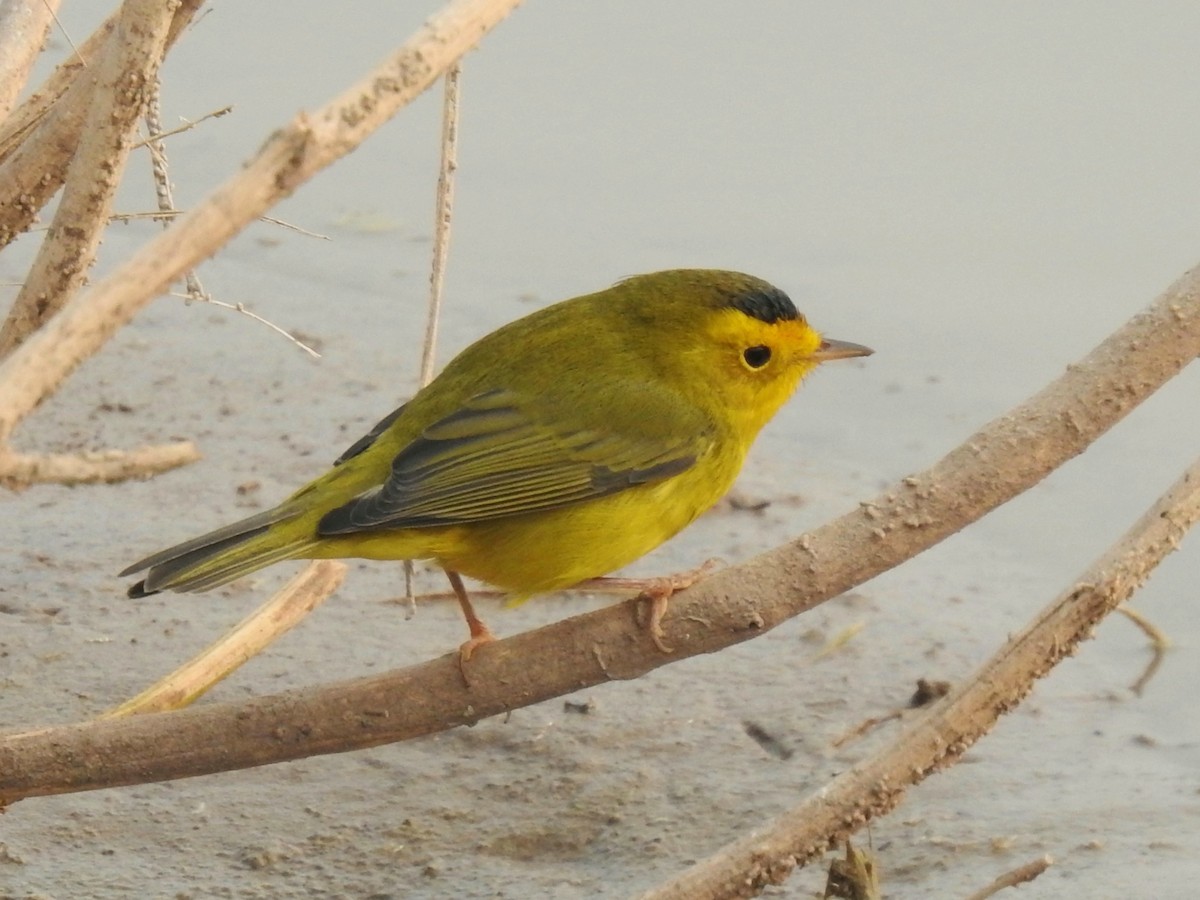 Wilson's Warbler - ML262517561