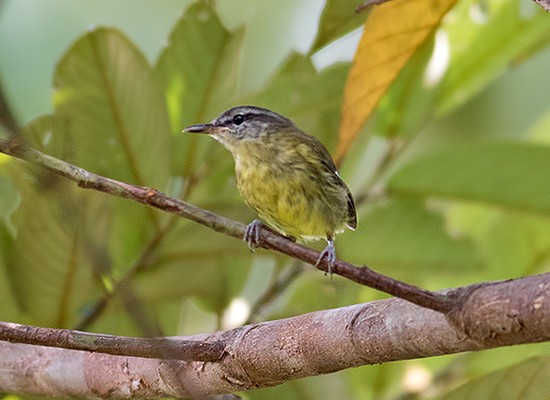 Island Leaf Warbler - Sam Woods