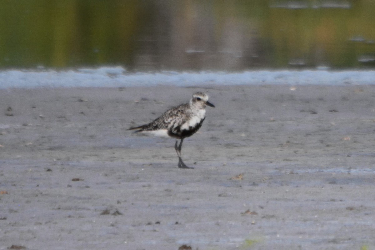 Black-bellied Plover - ML262519941
