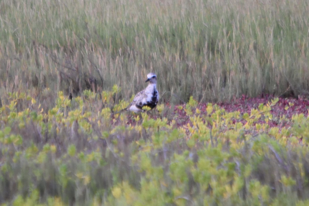 Black-bellied Plover - ML262519951