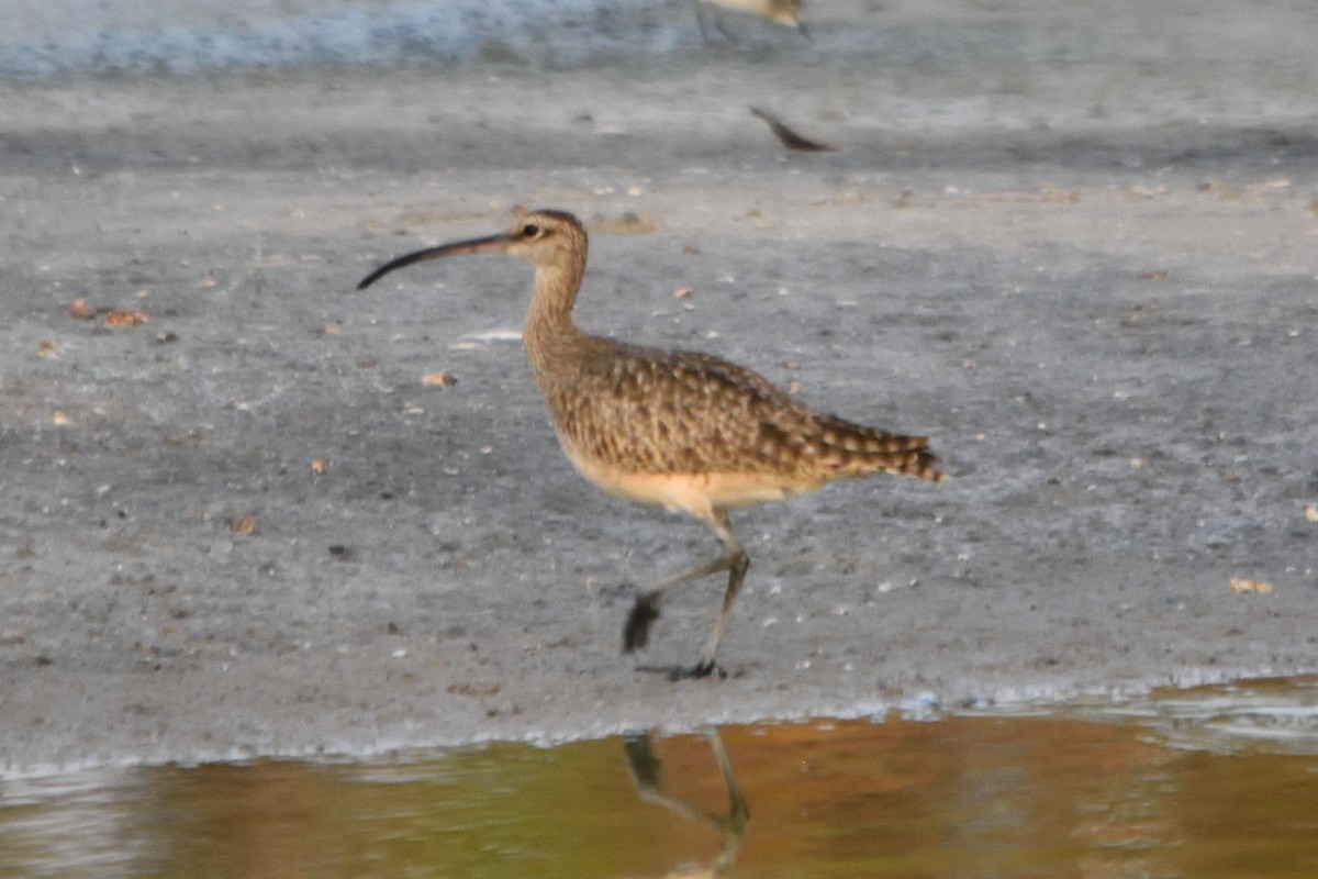 Hudsonian Whimbrel - ML262520111