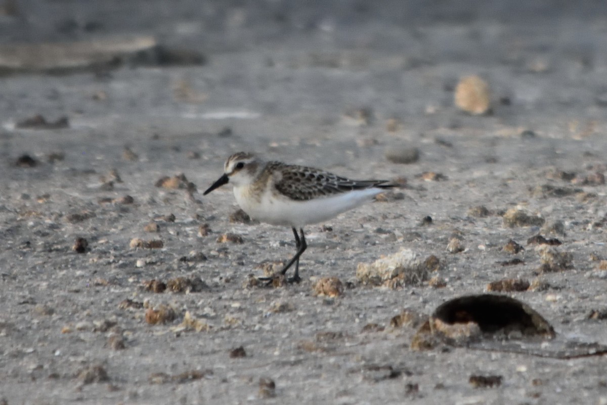 Semipalmated Sandpiper - ML262520161