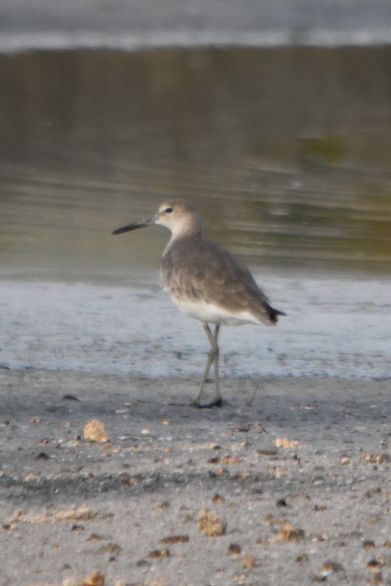 Willet - ML262520201