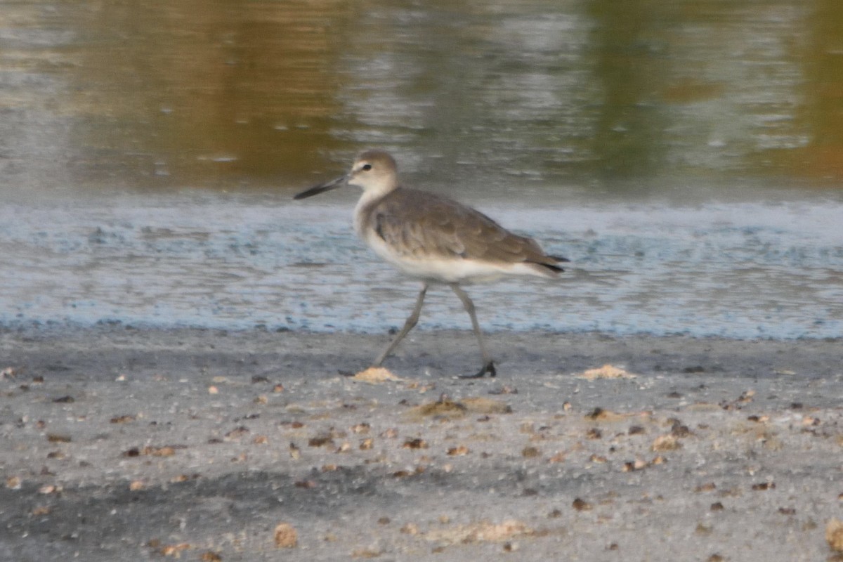 Willet - Bert Schreuders