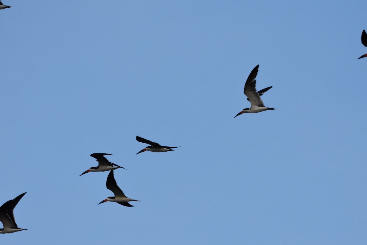 Black Skimmer - ML262520301