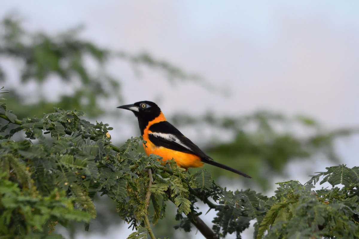 Venezuelan Troupial - Bert Schreuders