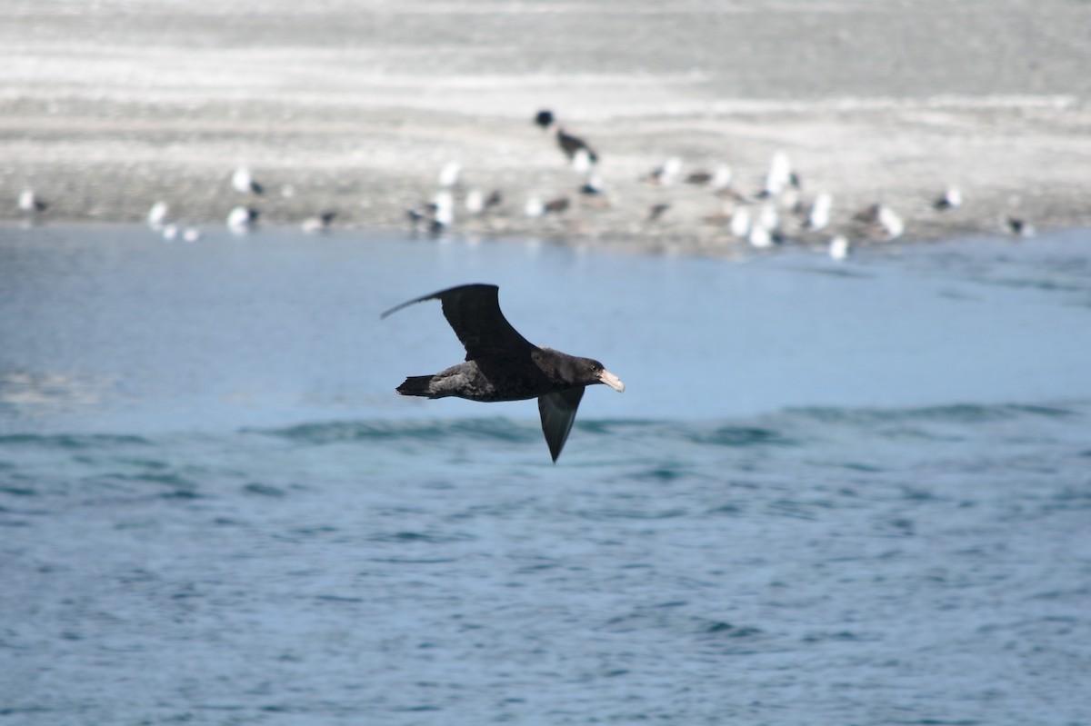 Буревісник гігантський - ML262522691